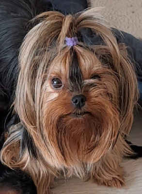 Étalon Yorkshire Terrier - Paris blue (Sans Affixe)