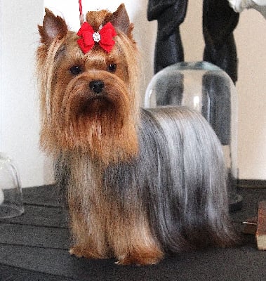 Étalon Yorkshire Terrier - dazzlingshine Elisabeth