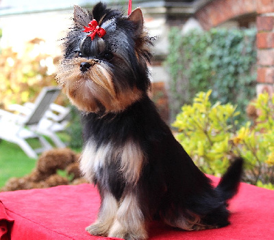Étalon Yorkshire Terrier - Anna Des Anges de Batignolles