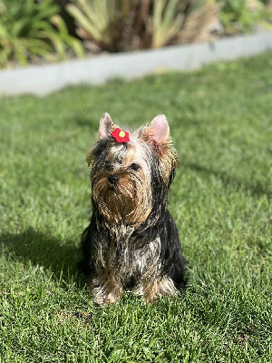 Étalon Yorkshire Terrier - royal extravaganza Vanilla appy