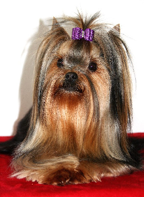 Étalon Yorkshire Terrier - Geisha violin for my band