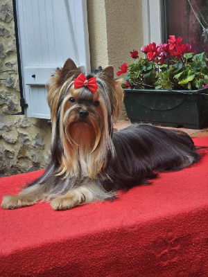 Étalon Yorkshire Terrier - Vade bon coeur Du domaine de monderlay