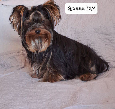 Étalon Yorkshire Terrier - Syanna (Sans Affixe)
