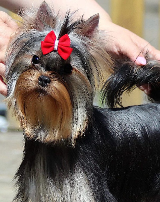 Étalon Yorkshire Terrier - Warm flow'love solar city