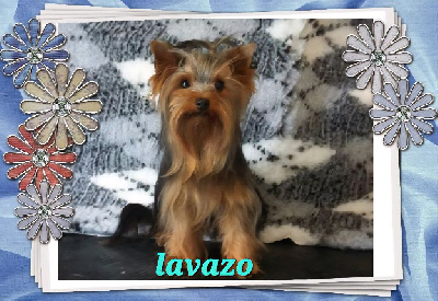 Étalon Yorkshire Terrier - Lavazo de la Calà Paumaju