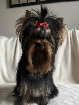 Étalon Yorkshire Terrier - Alpha'boy Du Domaine De Neverland