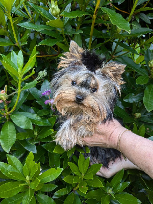 Étalon Yorkshire Terrier - Althea (Sans Affixe)