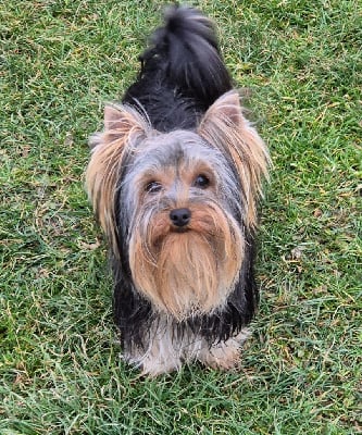 Étalon Yorkshire Terrier - Vectra de la Générade