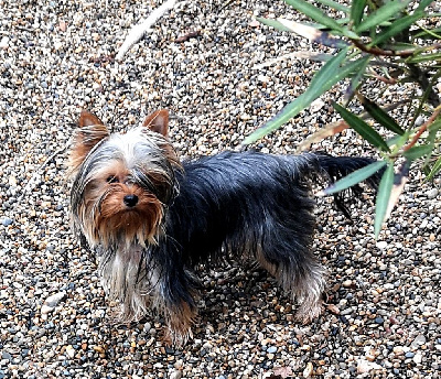 Étalon Yorkshire Terrier - ONITSHA'S Very irresistible