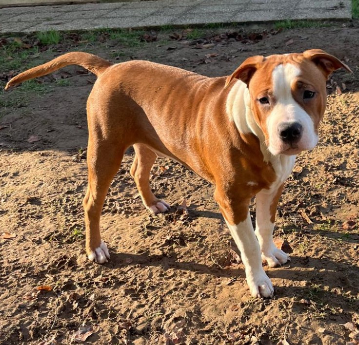 Publication : The Angels Of Steel Auteur : Me Deck Aurélie