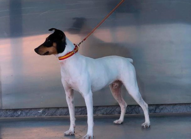 Manolo (Sans Affixe)