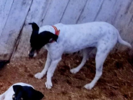 Muda AP (Sans Affixe)