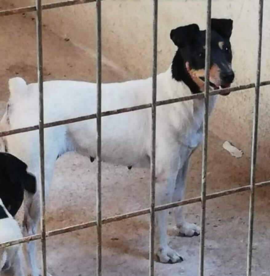 Publication : De Carthago Spartaria