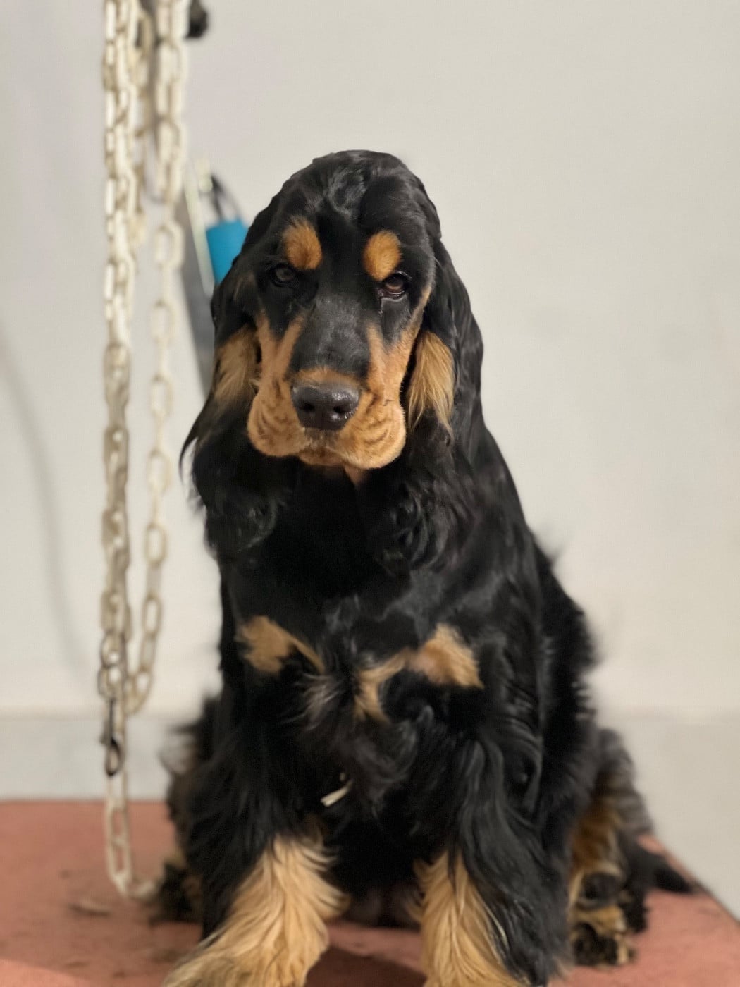 Publication : du Domaine des Evoissons Auteur : Elevage du domaine des Evoissons