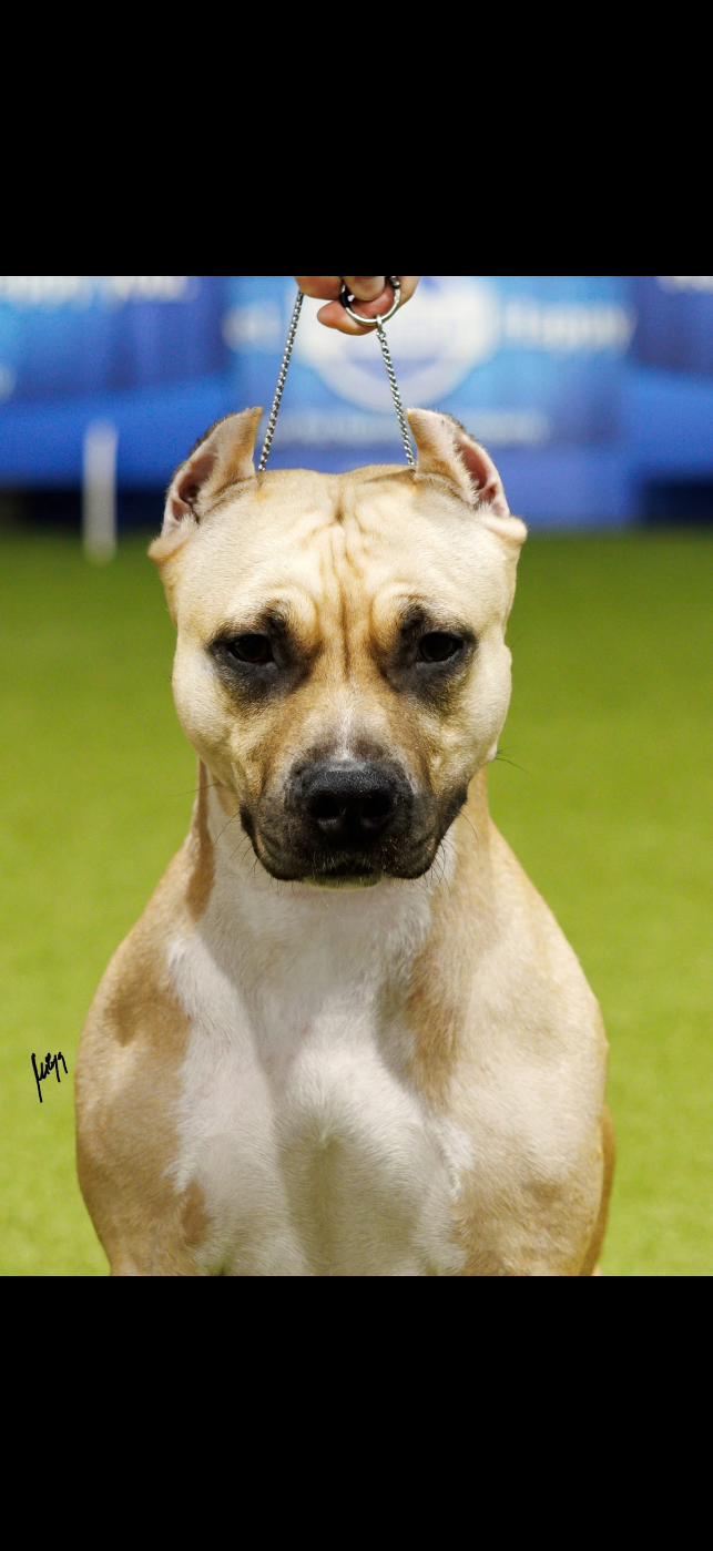 CH. Snowstorm Of The New Age Ast