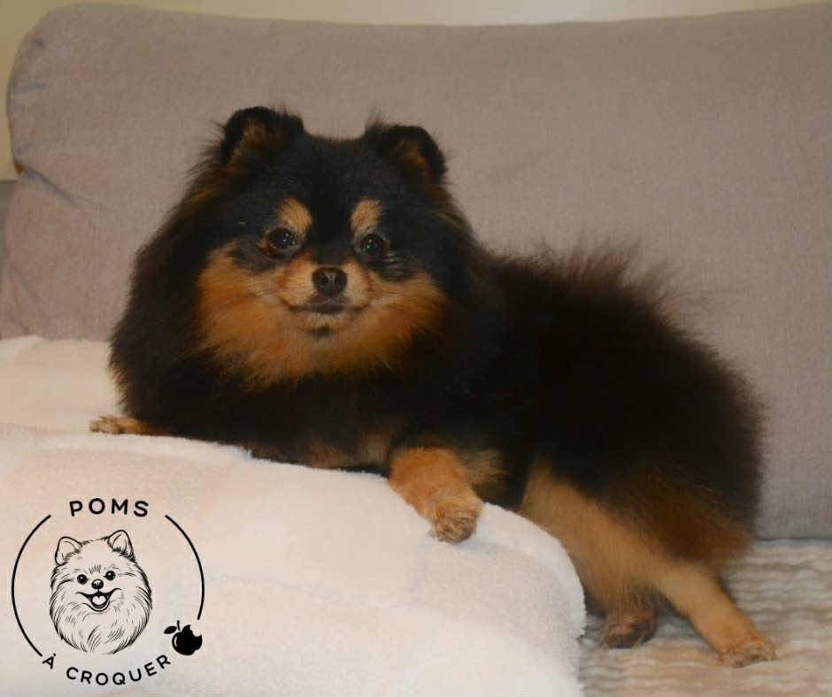 Publication : Des Poms à Croquer 