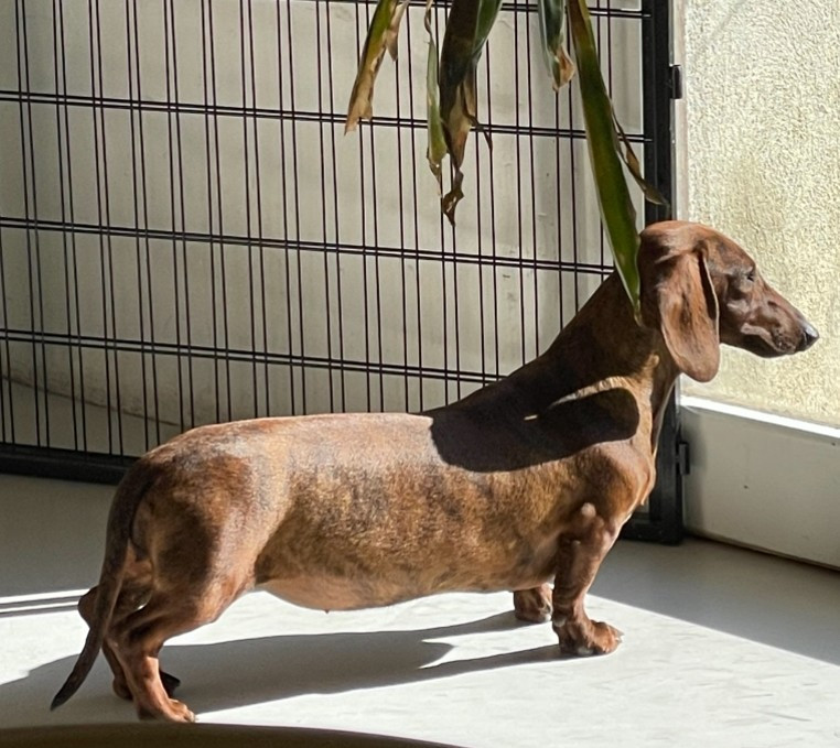 Publication : Des Rouge D'Automne