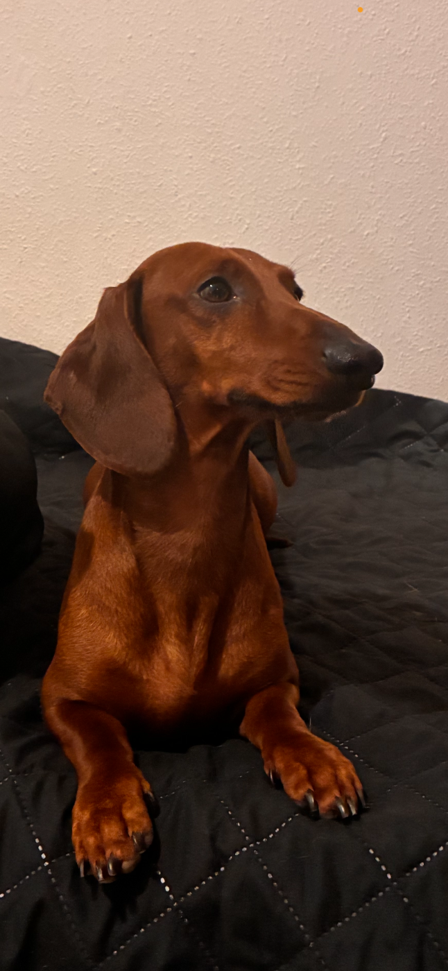 Publication : Des Rouge D'Automne 