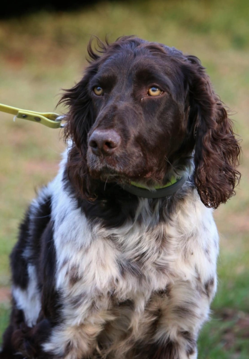 Publication : Des Epines Noires Du Finage Auteur : Lullier