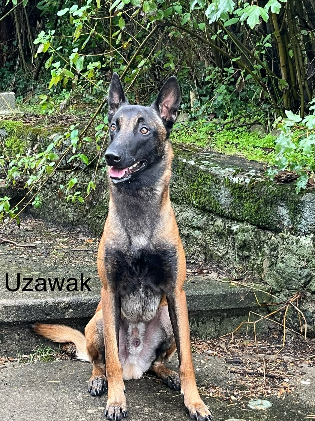 Publication : des Rives De La Mamika Auteur : Bernet M