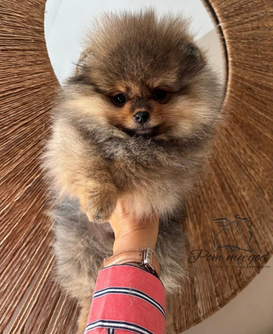 Publication : Des Poms à Croquer