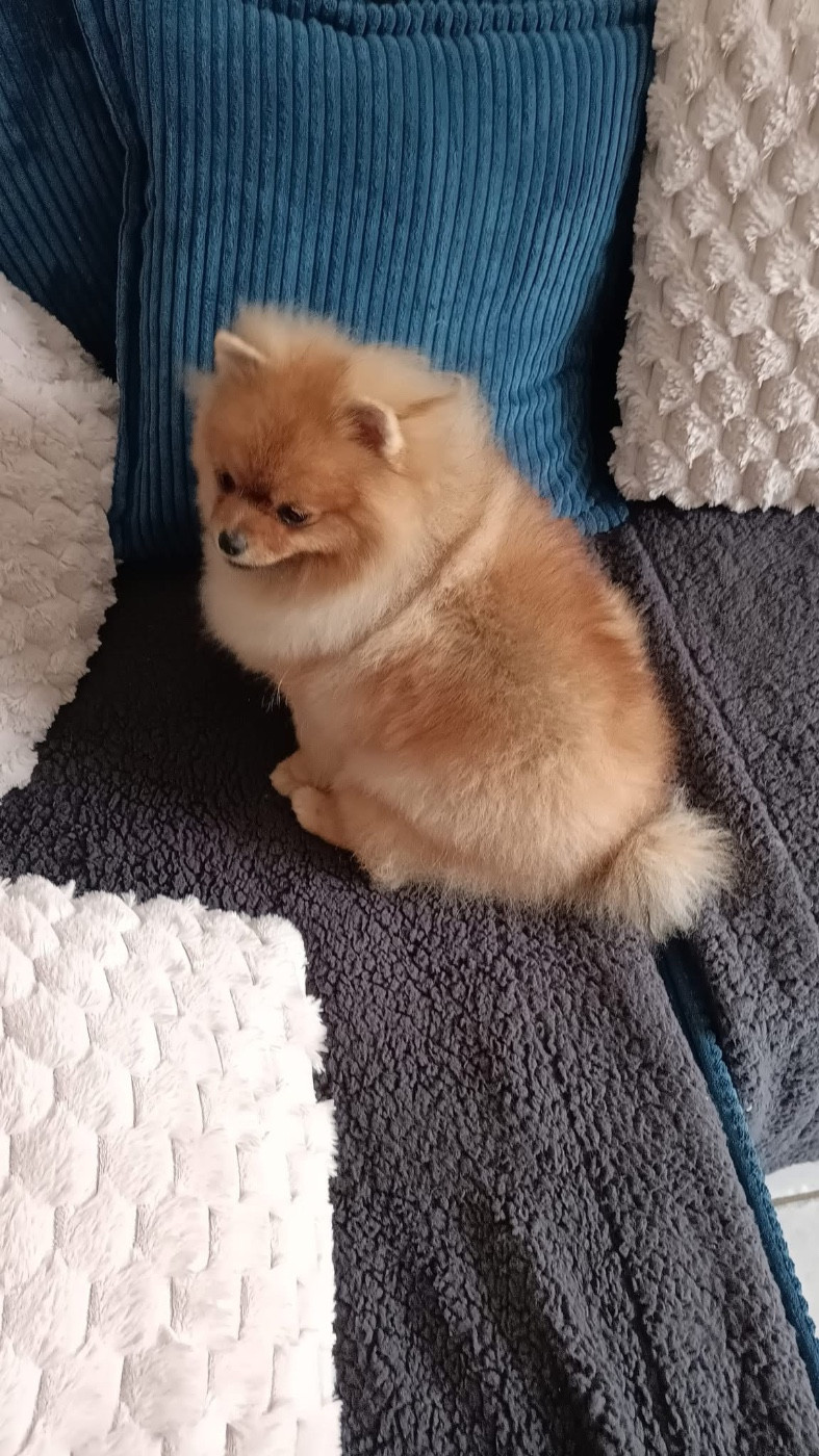 Publication : Des Poms à Croquer 