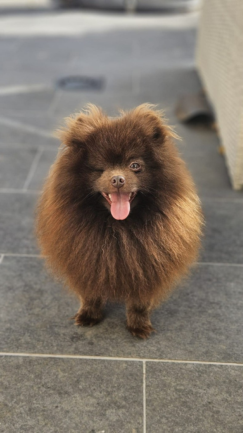 Publication : Des Petits Mozart