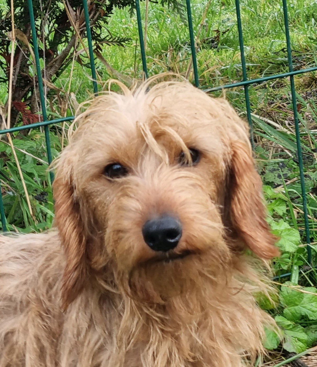 Publication : Du logis de beaumanoir Auteur : Logis de Beaumanoir