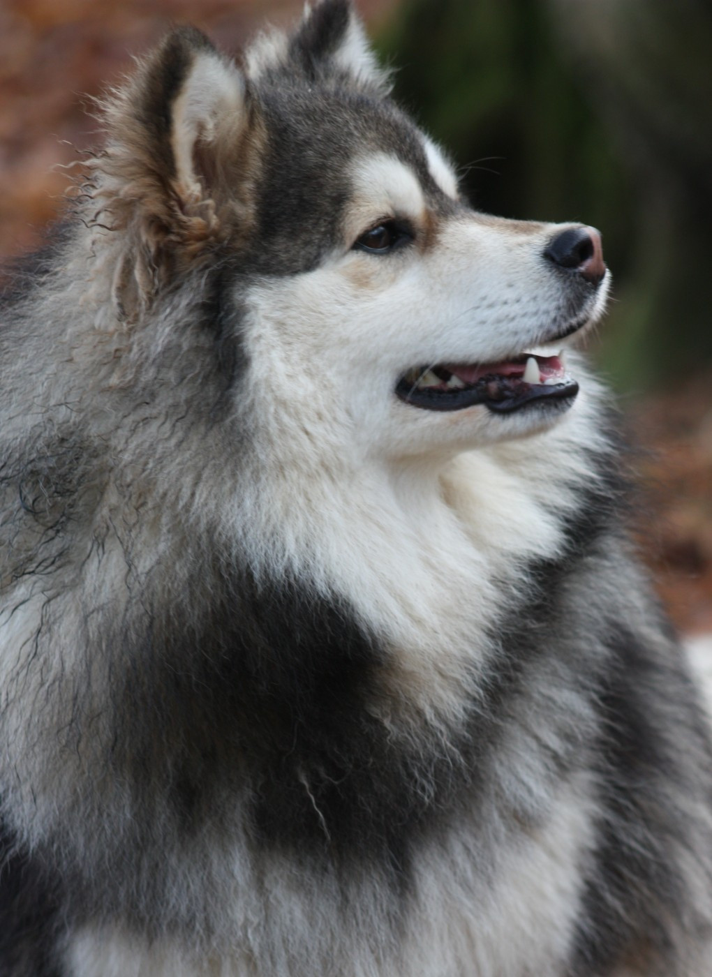 Publication : du Domaine D'Arinella Bianca Auteur : Laurence Legret