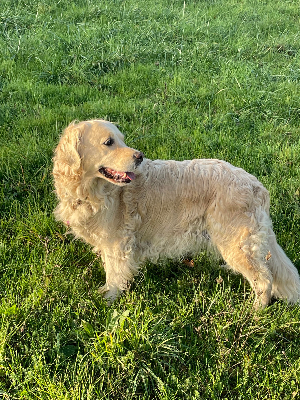 Publication : Des Kafer Goldens