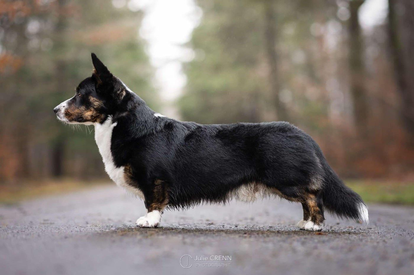 Publication : Des Ered De Mononoke