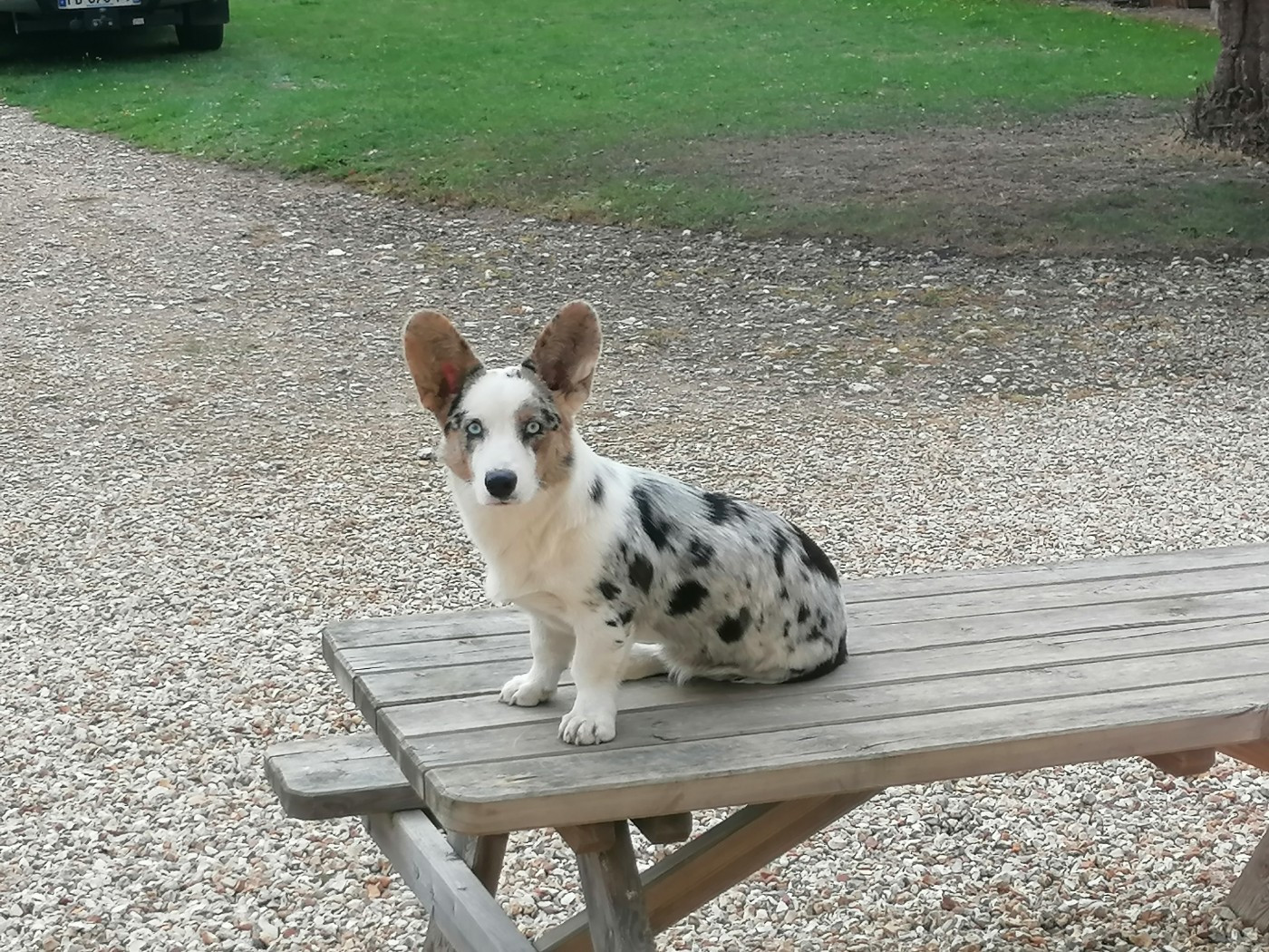 Publication : Des Minis Pattes Du Puits 