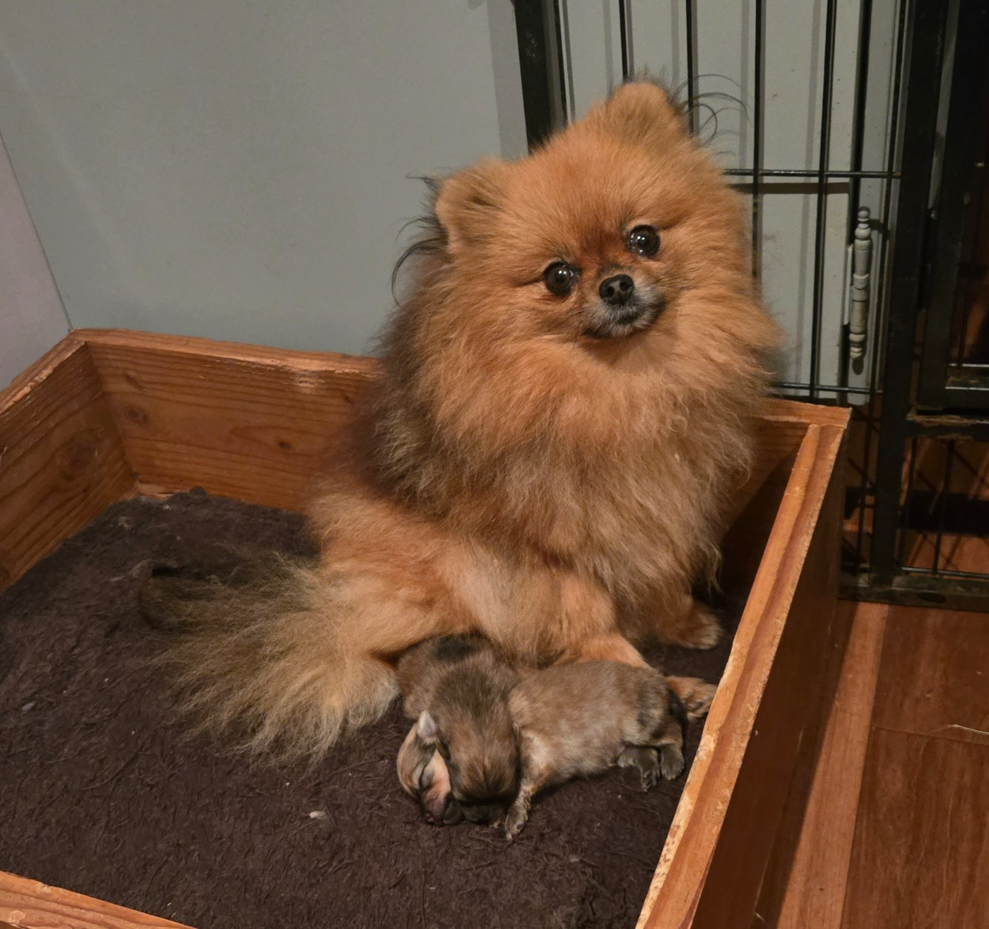 Publication : de l'ange aux papillons Auteur : Cevenes odile