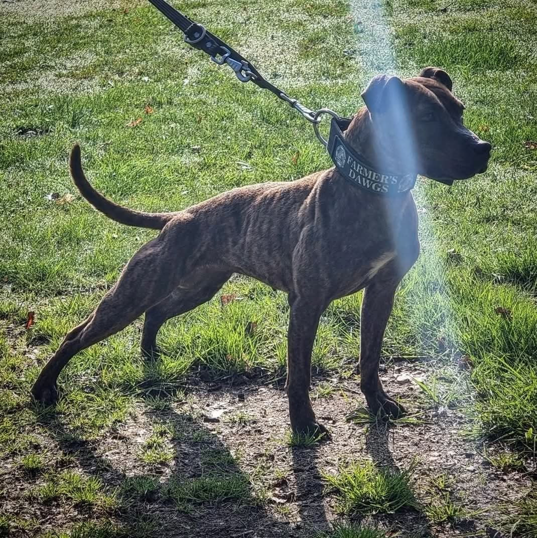 Publication : Farmer's Dawgs 