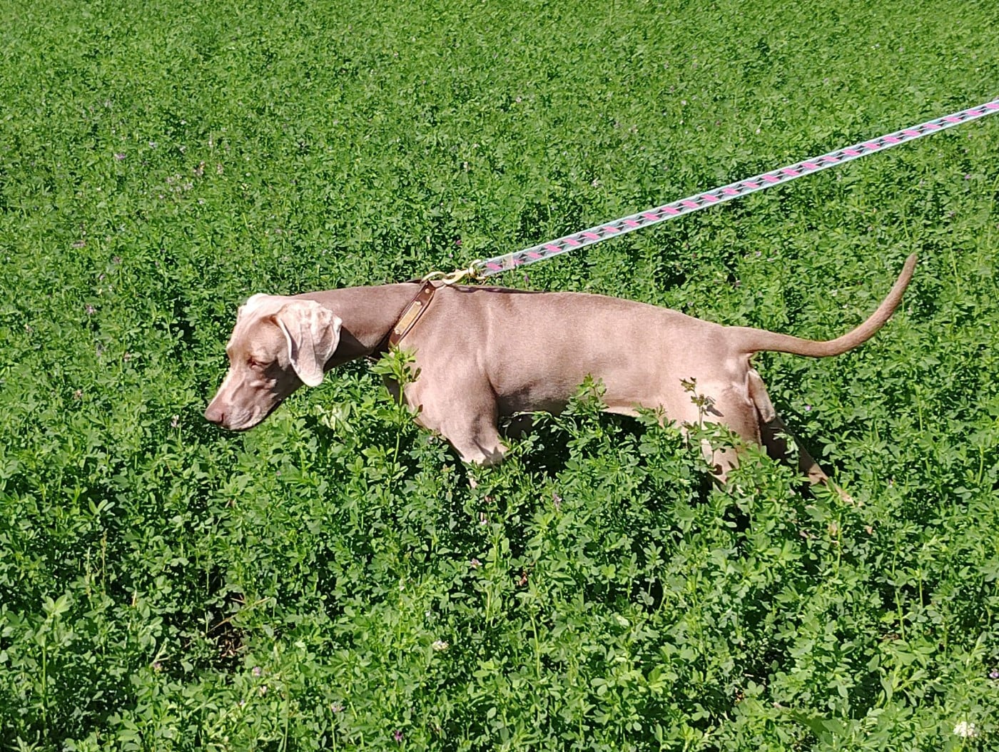 Publication : Les Gris De La Colombière Auteur : nathalie cerisier