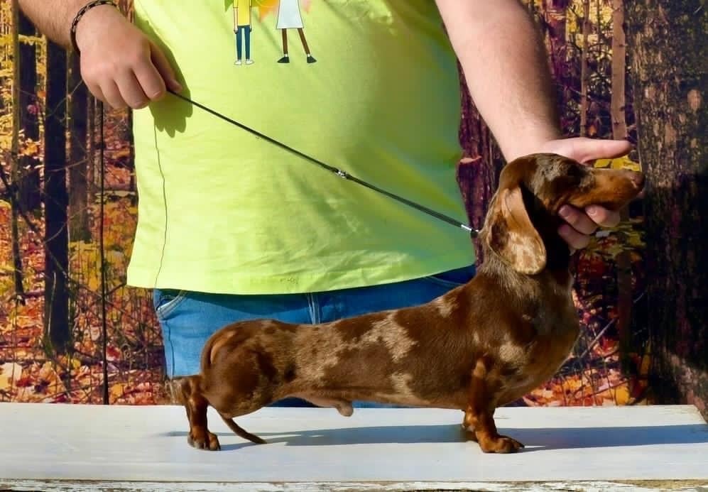 Publication : De La Contrée Des Elfes 