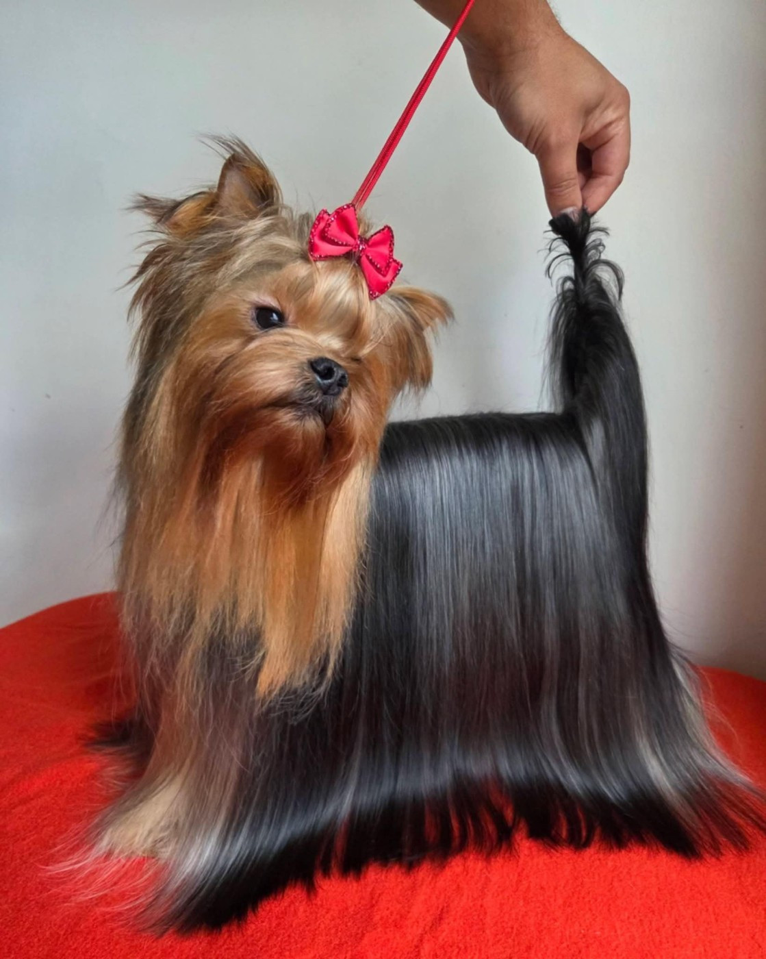 Publication : Du Domaine De La Lézardière 