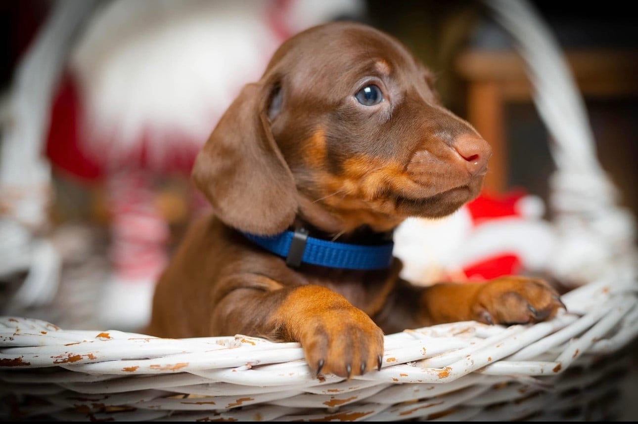 Publication : des guerriers Cathares