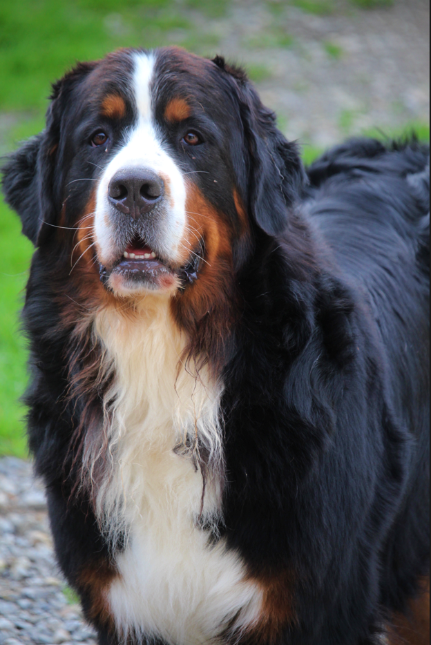 Publication : D'Ainhoa Auteur : BONNENFANT YANN