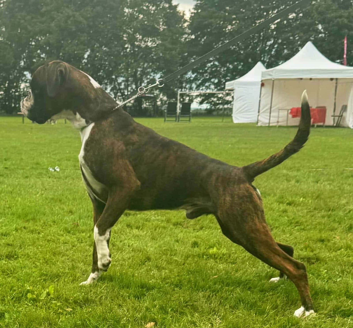 Publication : de l'épopée d'amour de Menhir Auteur : propriétaire