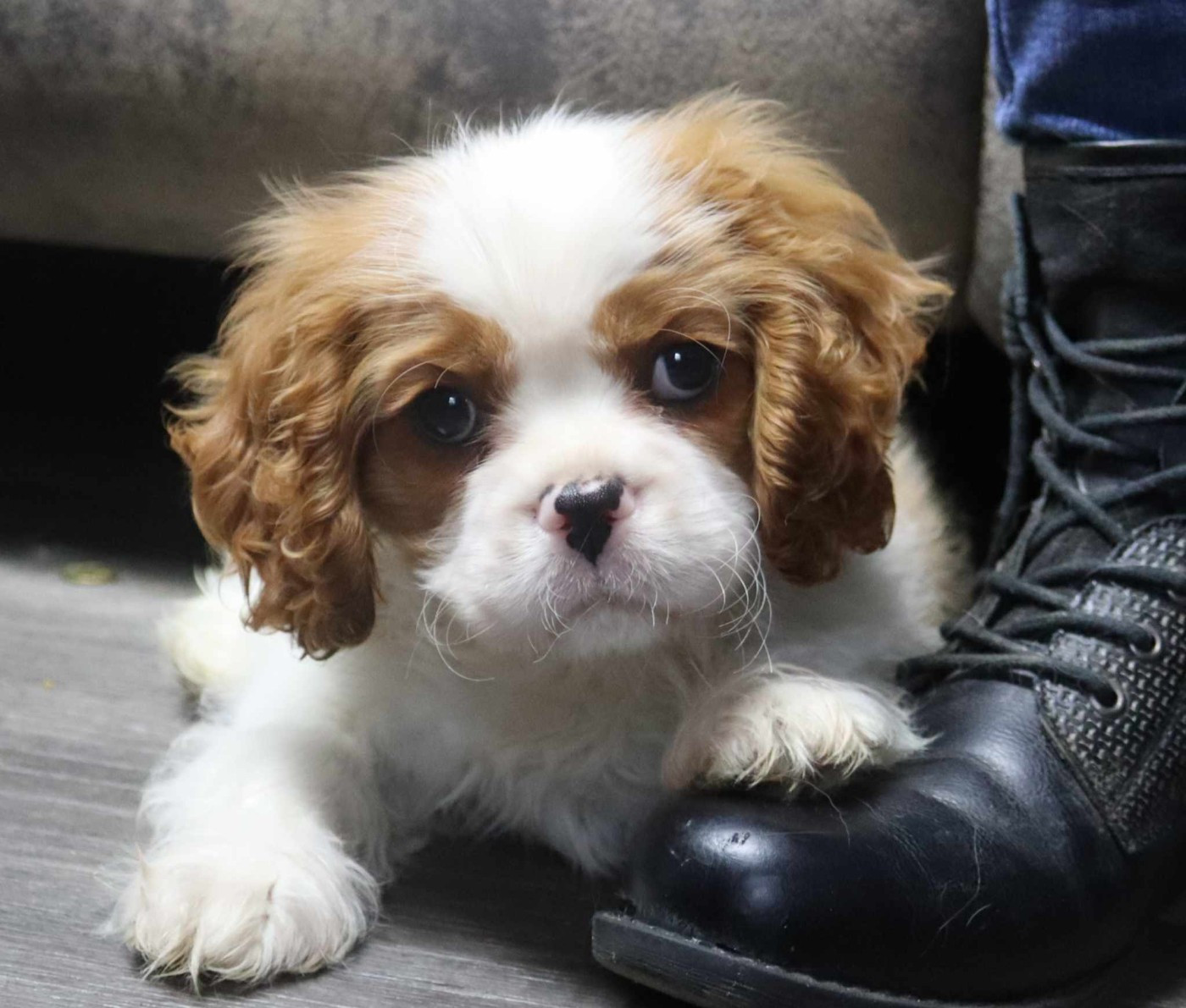 Publication : of Fantasia Collies