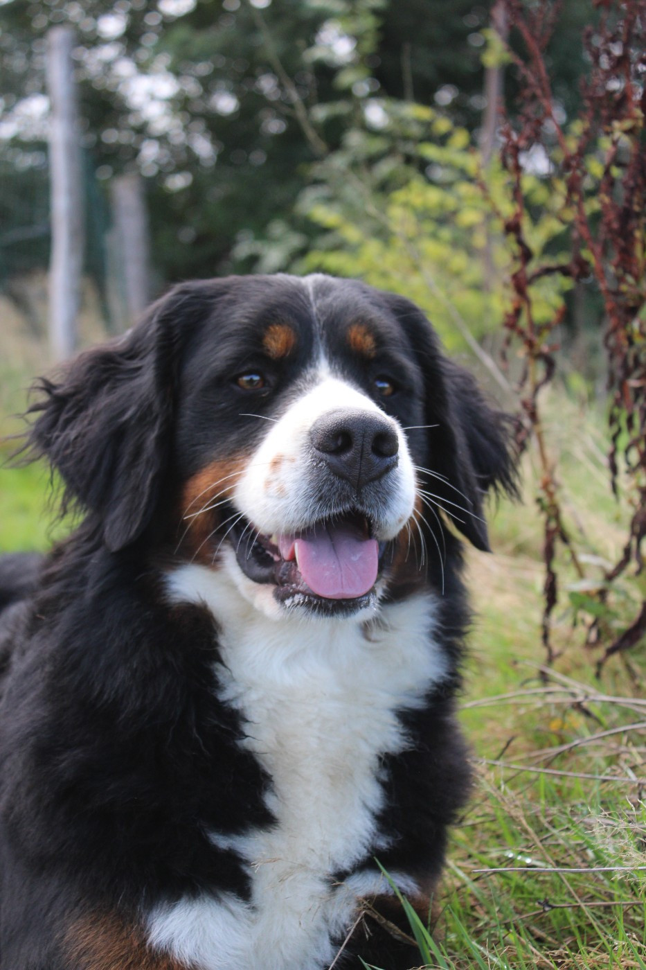 Publication : De L'harmonie Du Bonheur