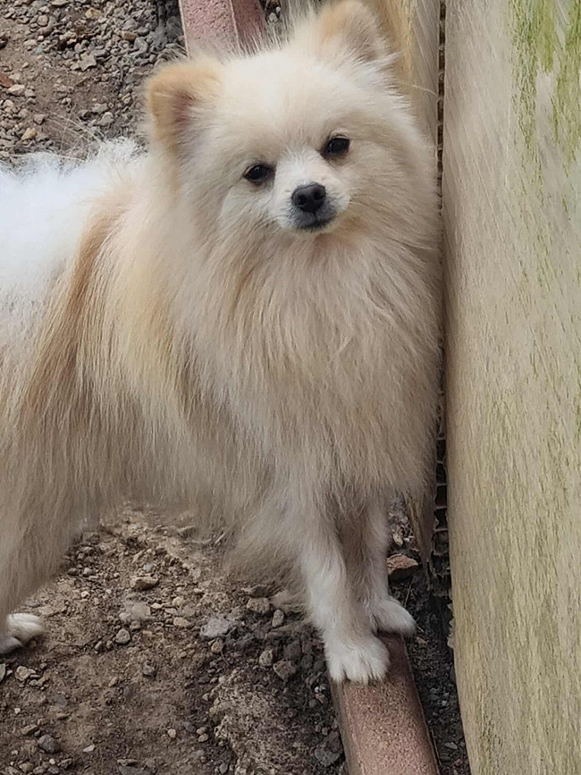 Publication : Des Dragons Maya 