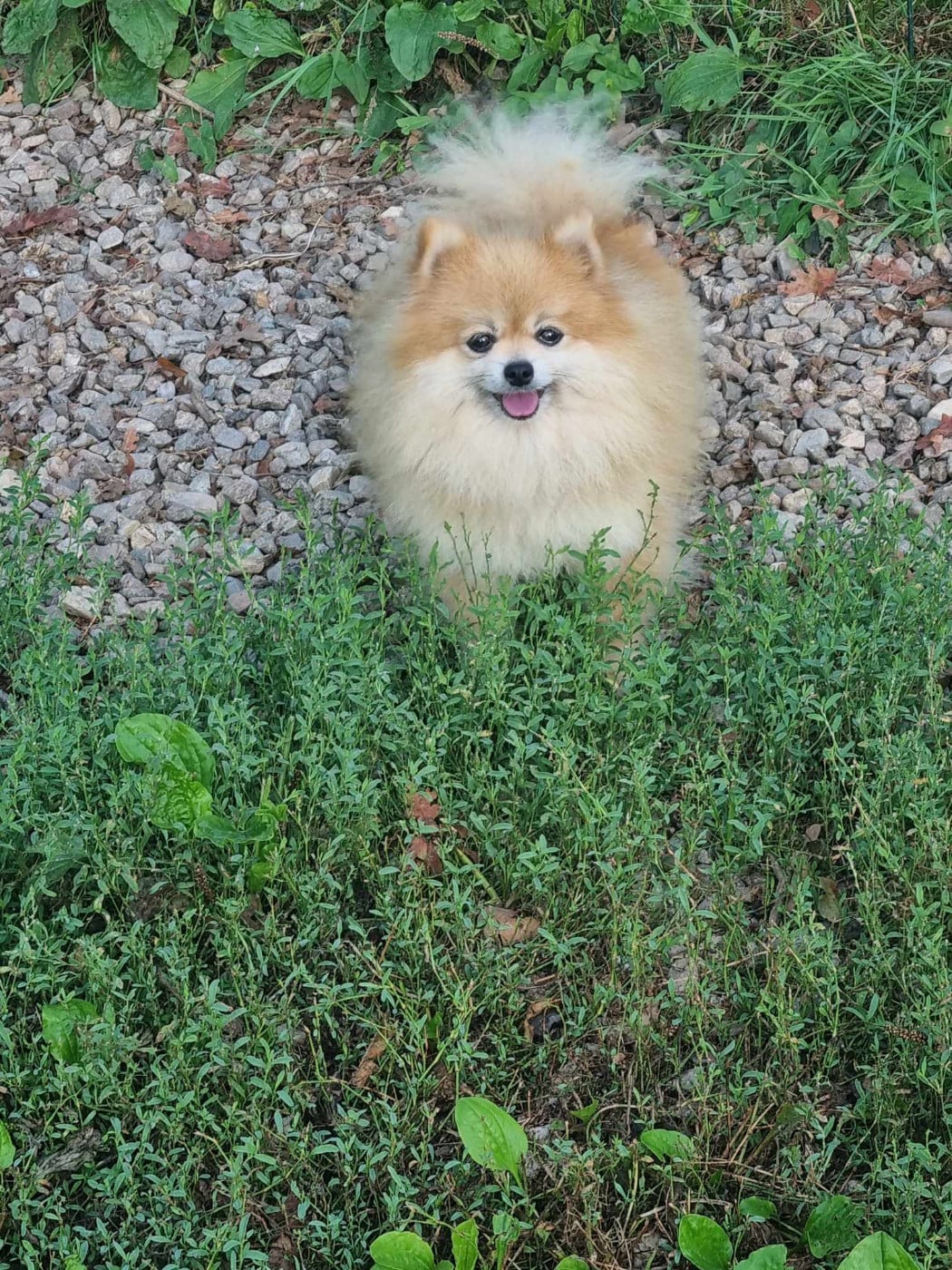 Publication : Des Dragons Maya 