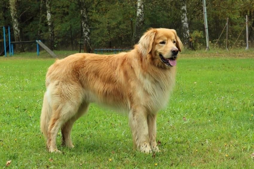 CH. BRIT CORAS GARDEN