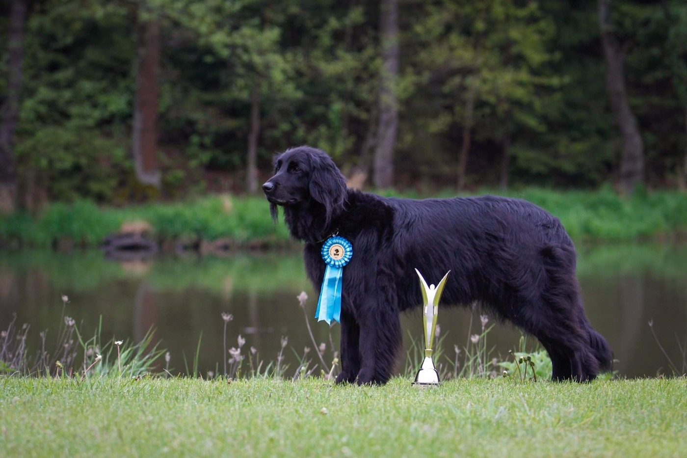 CH. ANTTARA BLACK AWEDANTE