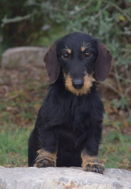 Publication : de Terre Indigo