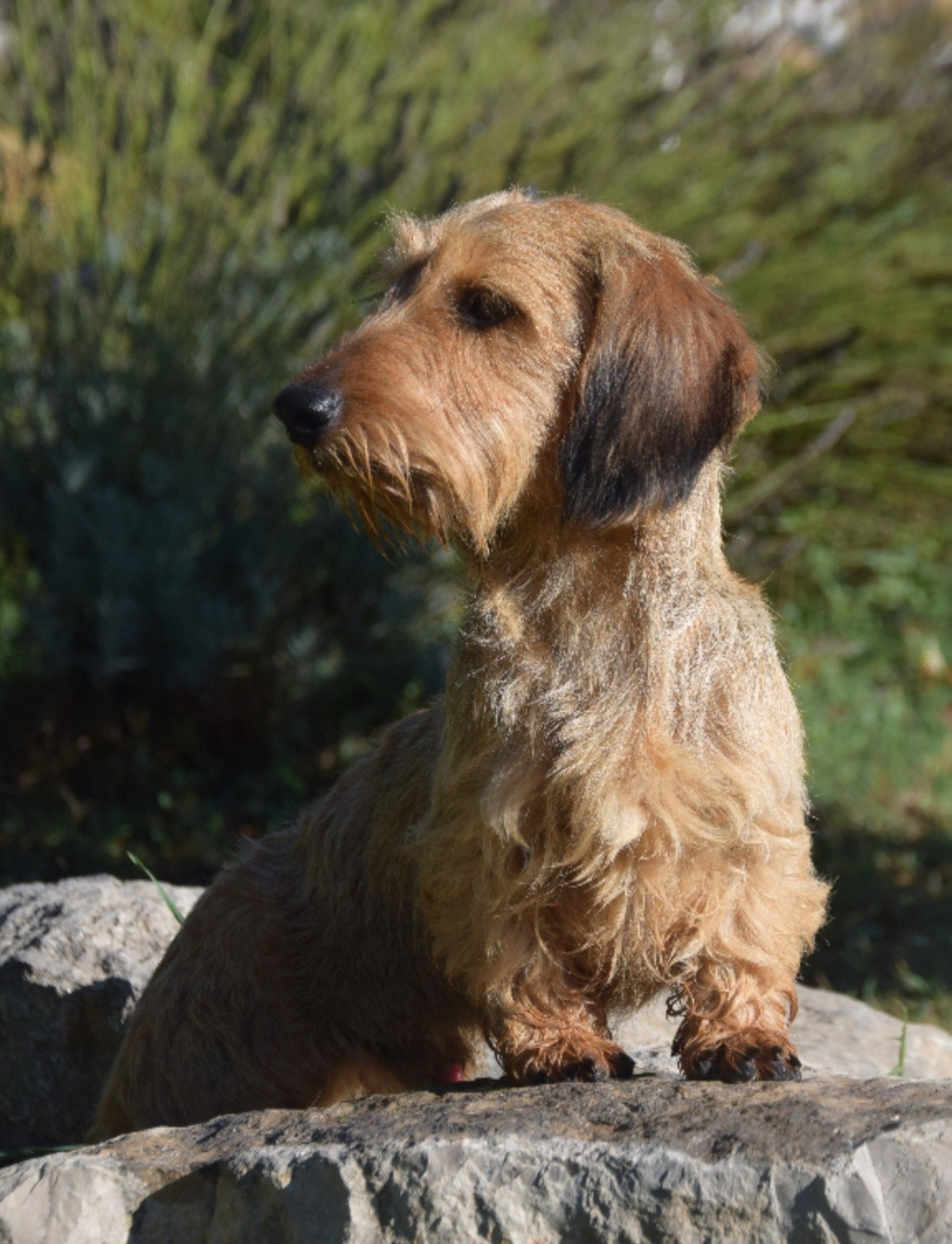 Publication : de Terre Indigo