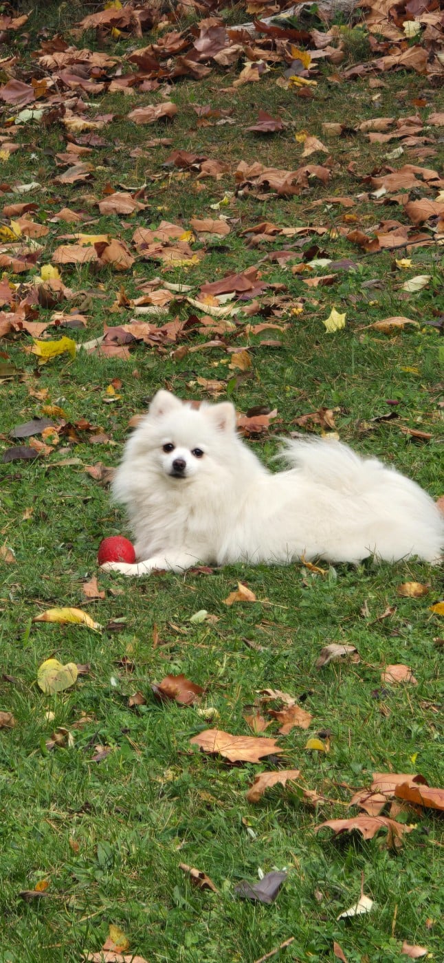 Publication : De L'Eden De Bragi Auteur : L eden de bragi