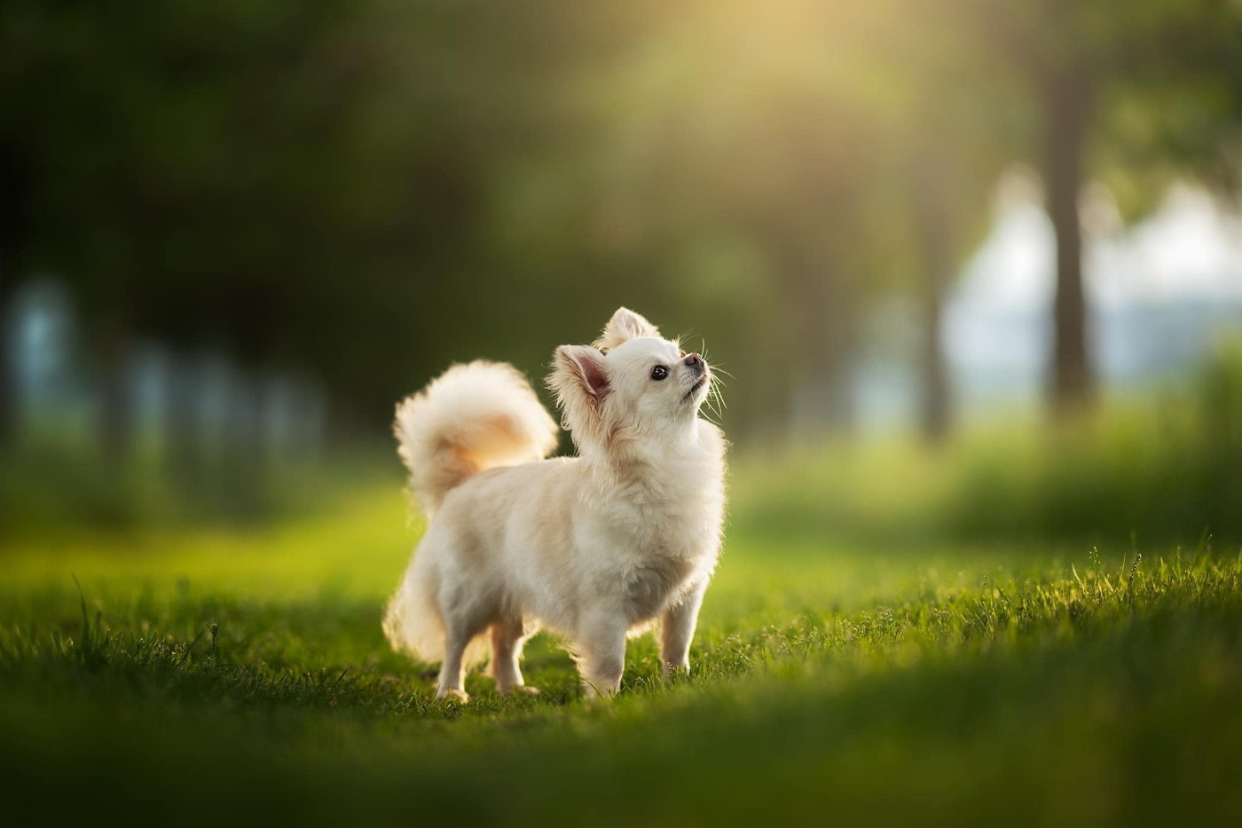 Publication : Du royaume de Matiliane Auteur : Audrey Bellot